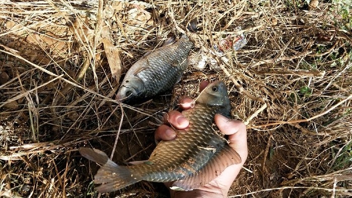 釣魚窩料鯽魚_釣魚鯽魚窩料的絕密配方_鯽魚窩料