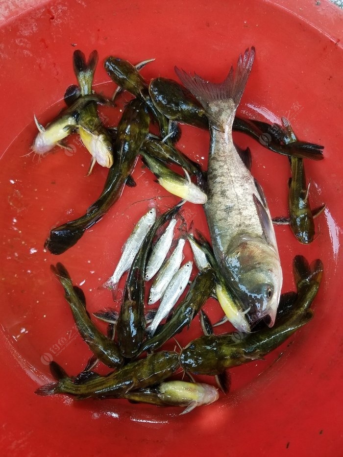 釣魚怎么調漂最靈敏圖解_釣魚正確方法調漂圖解_釣魚調漂的正確方法