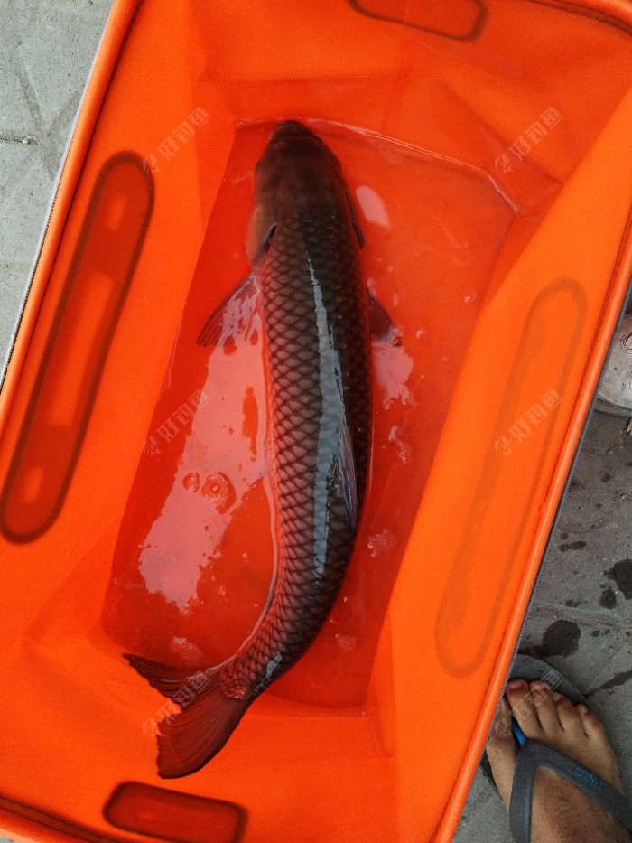 怎樣釣草魚_釣草魚用什么鉤_釣草魚調漂的正確方法調幾目