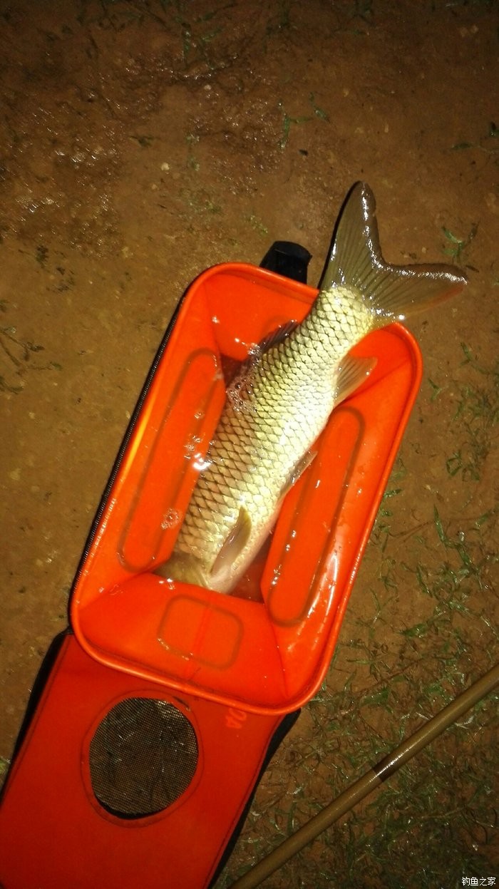 釣草魚調漂的正確方法調幾目_釣草魚用什么鉤_怎樣釣草魚