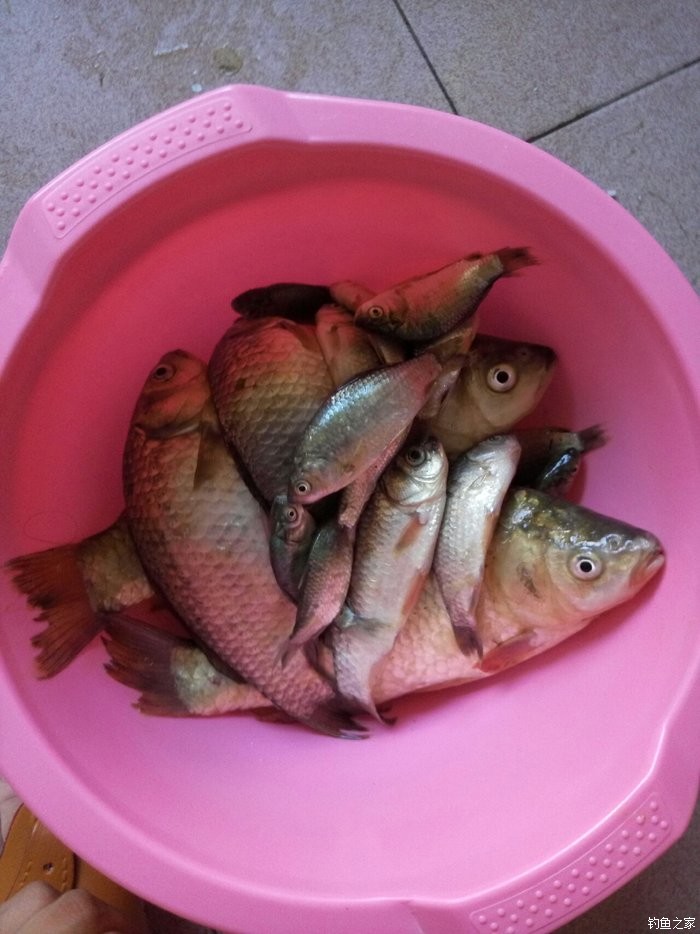 怎樣釣草魚_釣草魚調漂的正確方法調幾目_釣草魚怎樣調魚漂調漂最準確