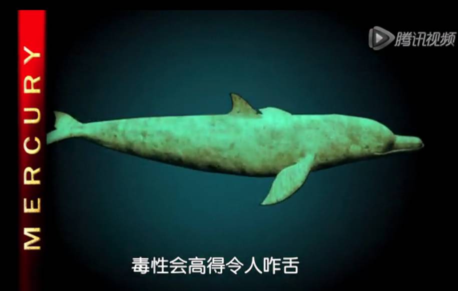 章魚的血液_魚血液涂片_章魚血液循環系統