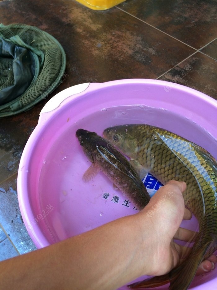 魚餌料_餌料魚養殖_餌料魚多少錢一斤
