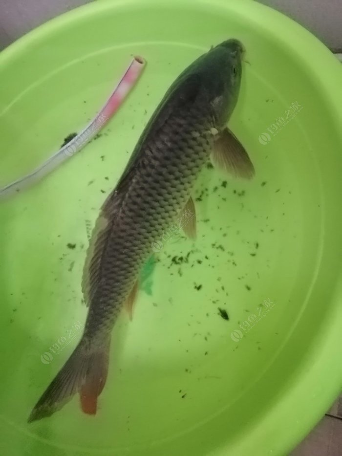鯉魚餌料好野釣用什么鉤_野釣鯉魚用什么餌料最好_鯉魚餌料野釣推薦