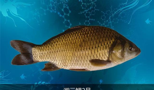 鯽魚黃金鯽的區別_鯽魚黃金珠寶有限公司_黃金鯽魚
