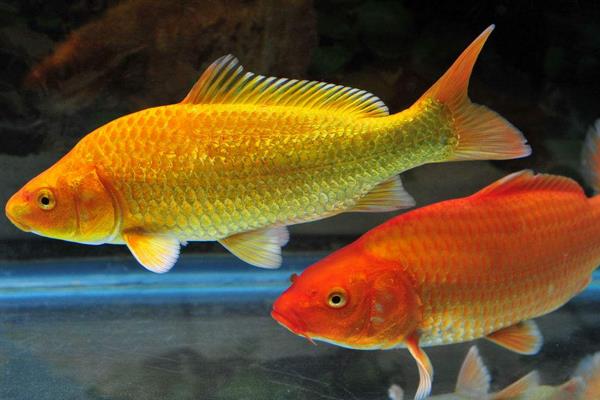 是沙巴魚還是巴沙魚_巴沙魚魚_巴沙魚是什么魚