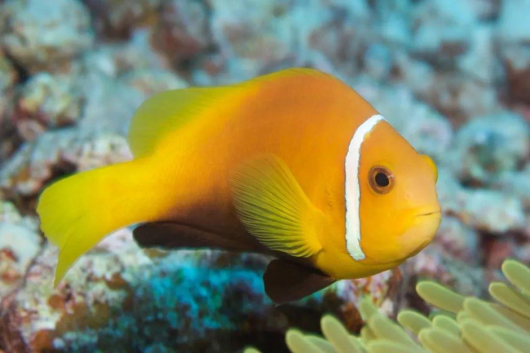 巴沙魚魚_是沙巴魚還是巴沙魚_巴沙魚是什么魚