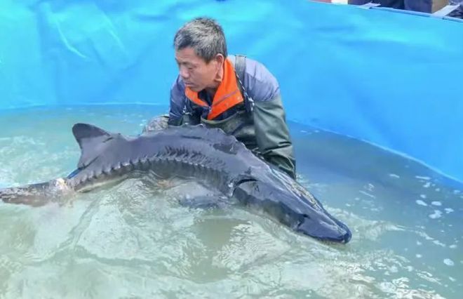 石斑魚價格排序_各種石斑魚價格表2019_各種石斑魚價格表