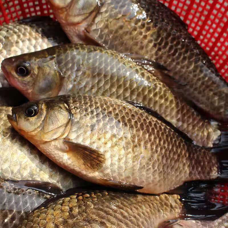 鯽魚海帶湯的功效與作用_海鯽魚_鯽魚海鮮菇湯的做法