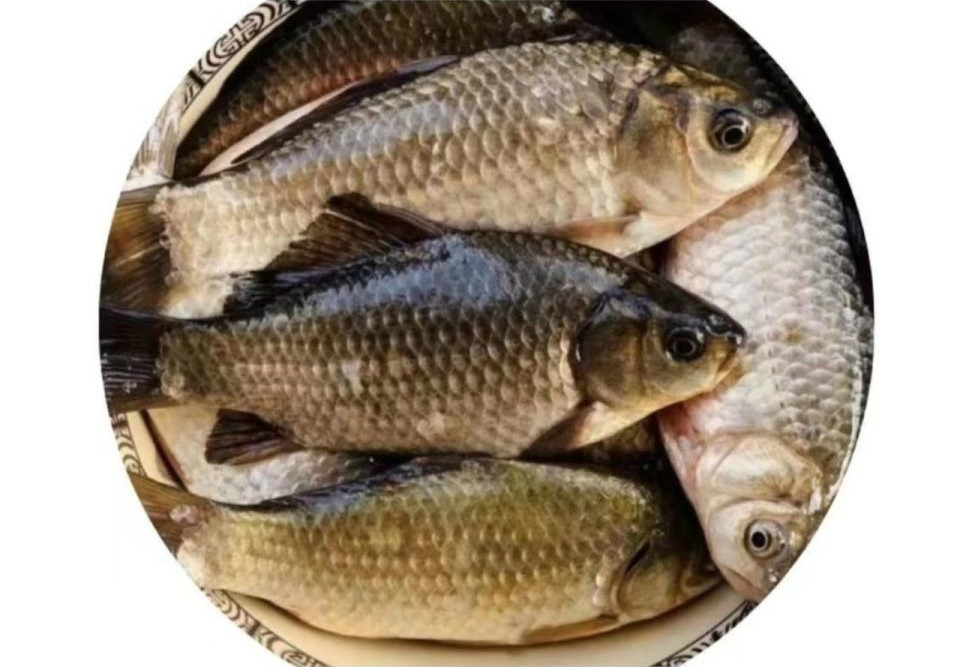 海鯽魚_鯽魚海帶湯的功效與作用_鯽魚海鮮菇湯的做法