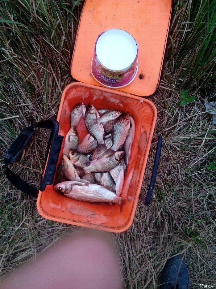 釣鯉魚秋天用什么味型_釣鯉魚秋天用什么餌好_秋釣鯉魚