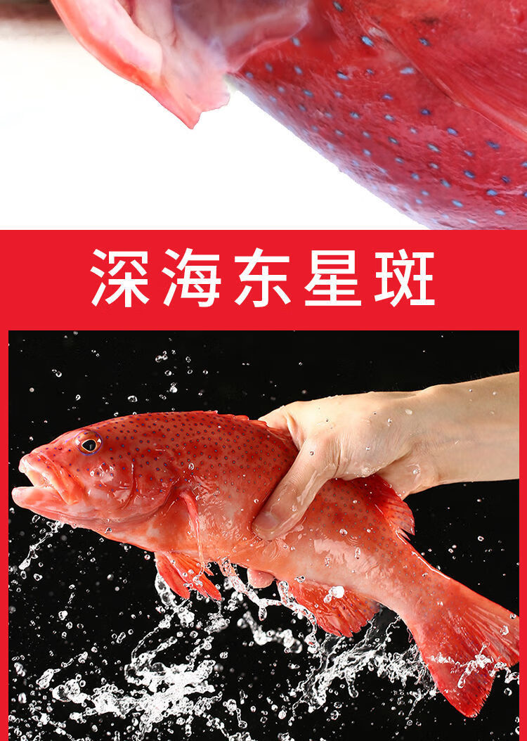 深海魚鲅魚是海鮮嗎_鲅魚是深海魚嗎_深海魚鲅魚是海魚嗎