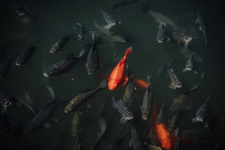 錦鯉魚飼養注意事項_錦鯉魚飼養方法_錦鯉魚的飼養