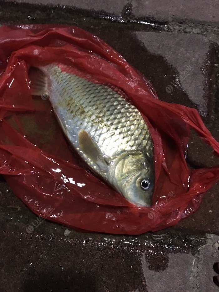 放生鯉魚的好處_鯉魚放生好嗎_鯉魚放生會破壞生態嗎