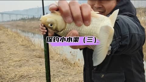 魚餌配方大全_配方大全魚餌怎么做_配方大全魚餌怎么用