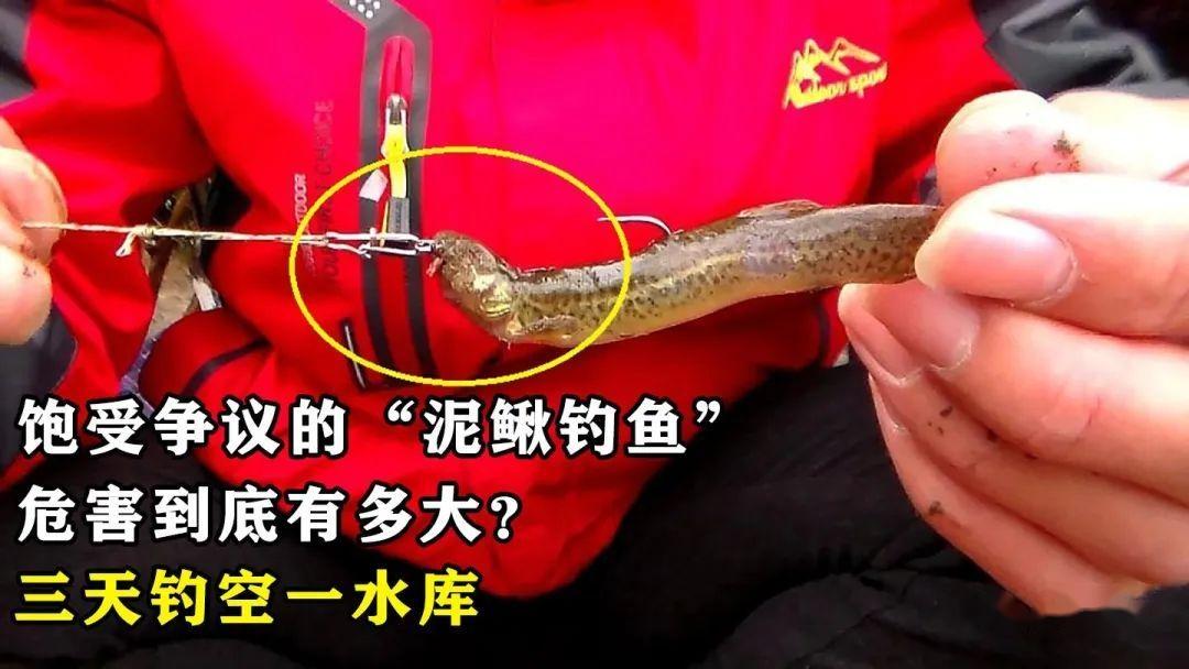 釣魚禁止泥鰍嗎_禁止泥鰍釣法法律法規_泥鰍釣魚為什么被禁止