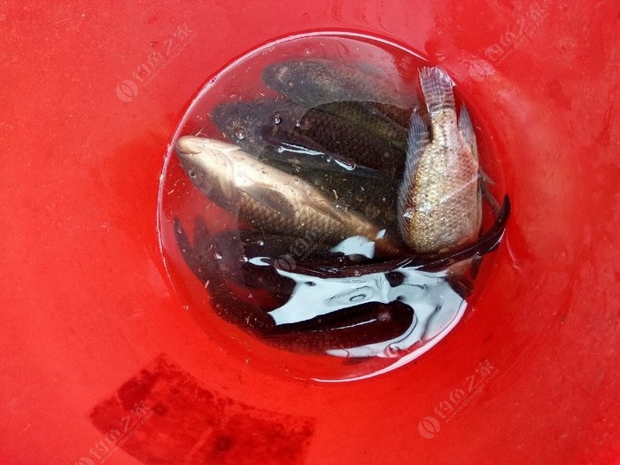 泥鰍釣魚為什么被禁止_釣魚禁止泥鰍嗎_禁止泥鰍釣法法律法規