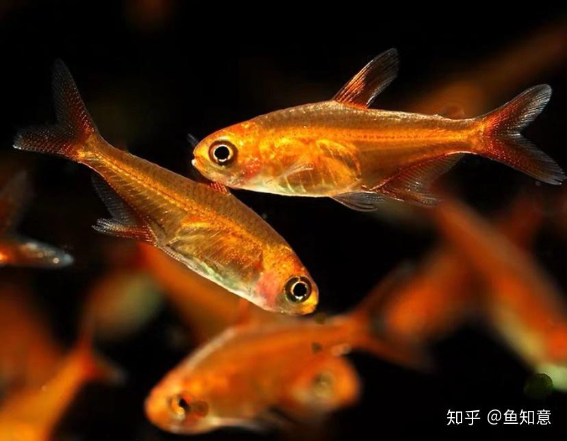 霓虹燈魚好養嗎_霓虹的燈光在閃耀_霓虹燈魚
