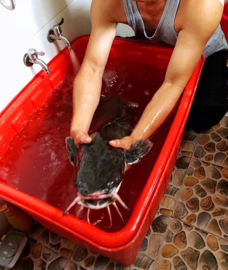 鯰魚吃人事件_鯰魚事件吃人視頻播放_鯰魚事件吃人是真的嗎