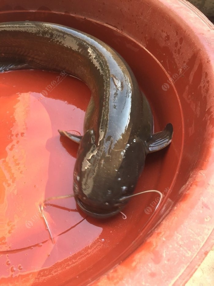 鯰魚事件吃人視頻播放_鯰魚事件吃人是真的嗎_鯰魚吃人事件