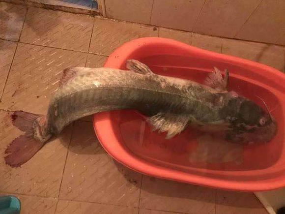 鯰魚事件吃人視頻播放_鯰魚事件吃人是真的嗎_鯰魚吃人事件