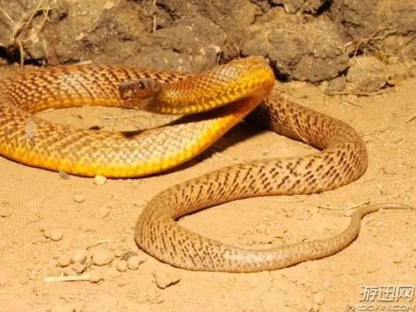 鱷魚動物是兩棲動物嗎_鱷魚是什么動物_鱷魚是魚類動物