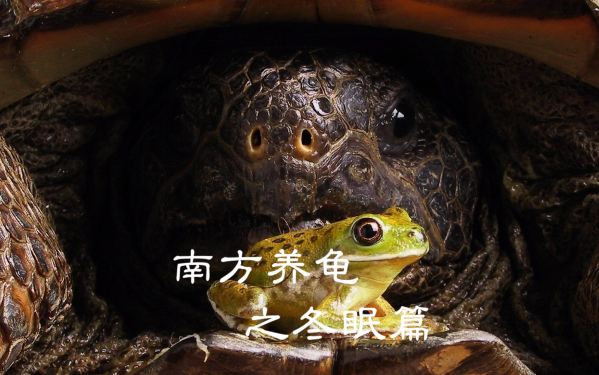 烏龜養小的好還是成熟的好_小烏龜怎么養_烏龜養小的還是大的好