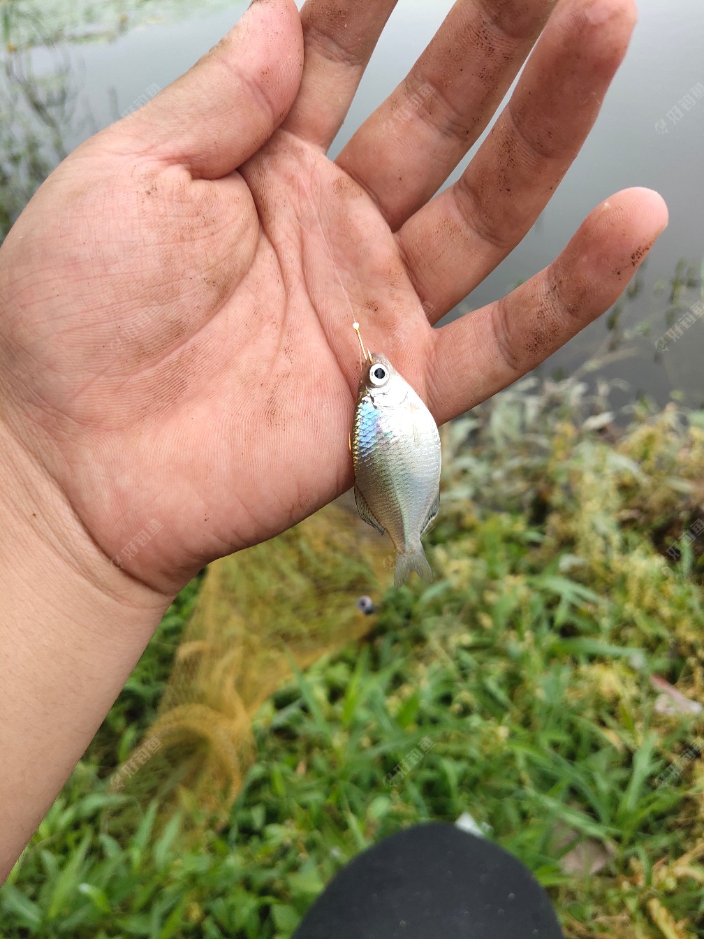 鯪魚餌_鯪魚餌_鯪魚餌