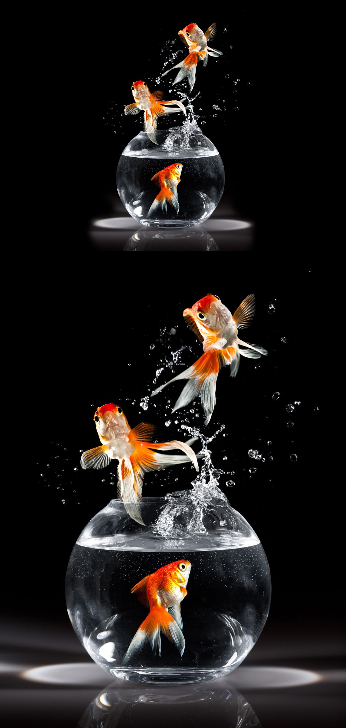 長久金魚養活得才能長大嗎_金魚怎么養才能活得長久_長久金魚養活得才能養嗎