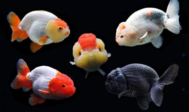 長久金魚養活得才能長大嗎_長久金魚養活得才能養嗎_金魚怎么養才能活得長久