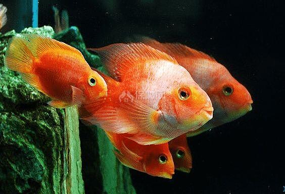 魔鬼魚蝠鲼和鰩魚有什么區別_蝠鲼為什么叫魔鬼魚_魔鬼魚叫蝠鲼嗎