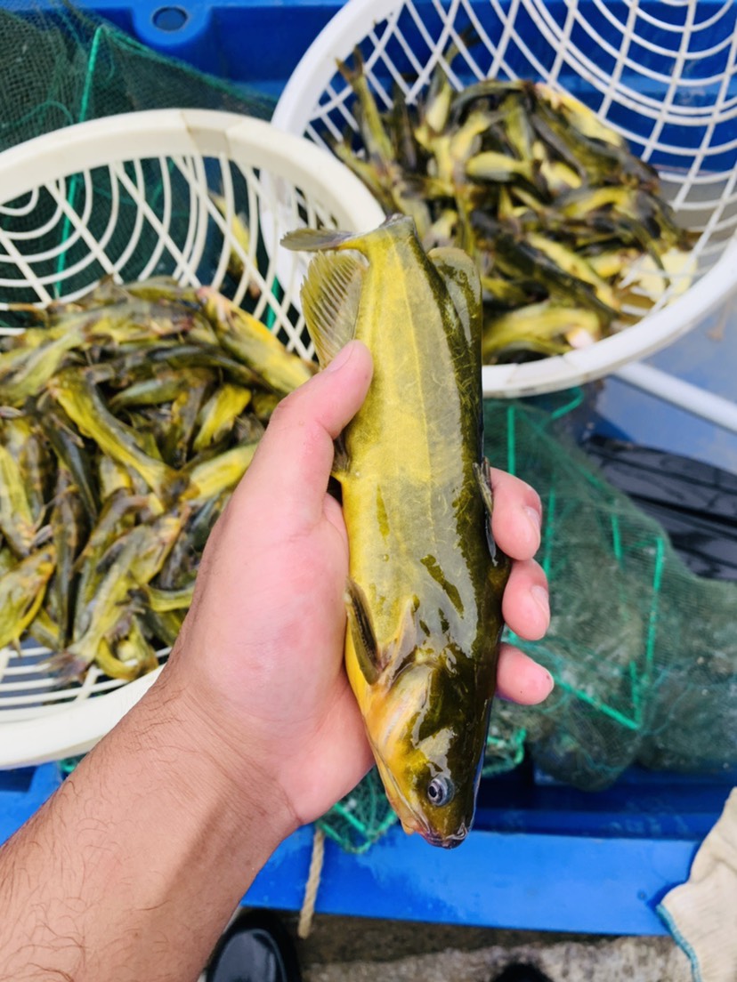 嘎魚是什么魚_魚是發物嗎_魚是什么動物類型