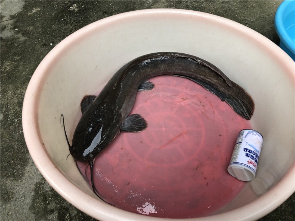 魚是什么動物類型_嘎魚是什么魚_魚是發物嗎