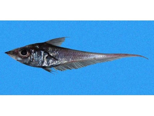 魚油和鱈魚的區別_鱈魚魚油是不是魚肝油_鱈魚和油魚的區別