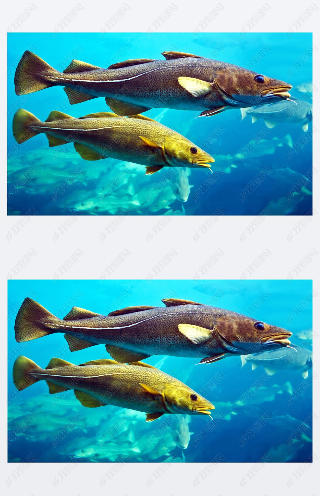淡水鱈魚和海水鱈魚的區別_鱈魚是海魚還是淡水魚_淡水魚鱈魚海魚是一樣的嗎