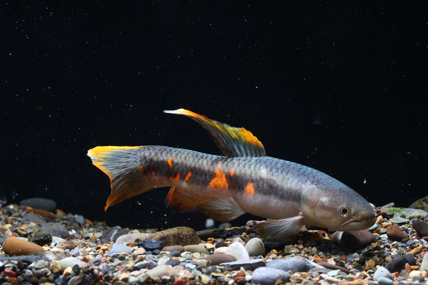 七彩神仙魚_神仙七彩魚搭配什么魚_神仙七彩魚好不好養