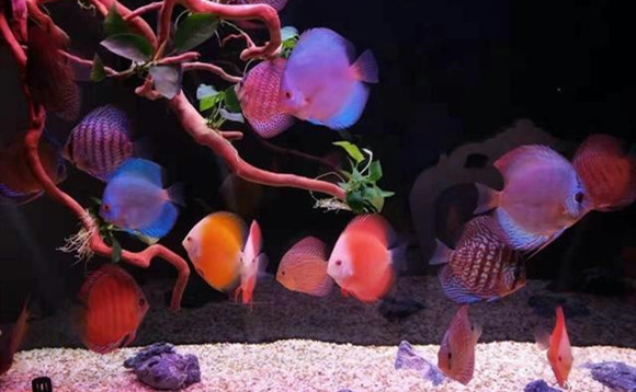 神仙七彩魚搭配什么魚_神仙七彩魚好不好養_七彩神仙魚