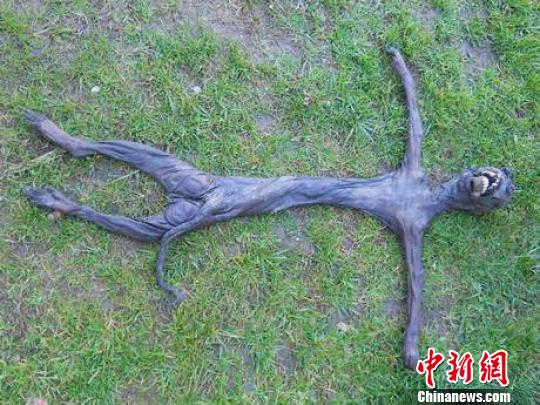 揚子鱷的資料_關于揚子鱷的資料簡介_揚子鱷的相關資料