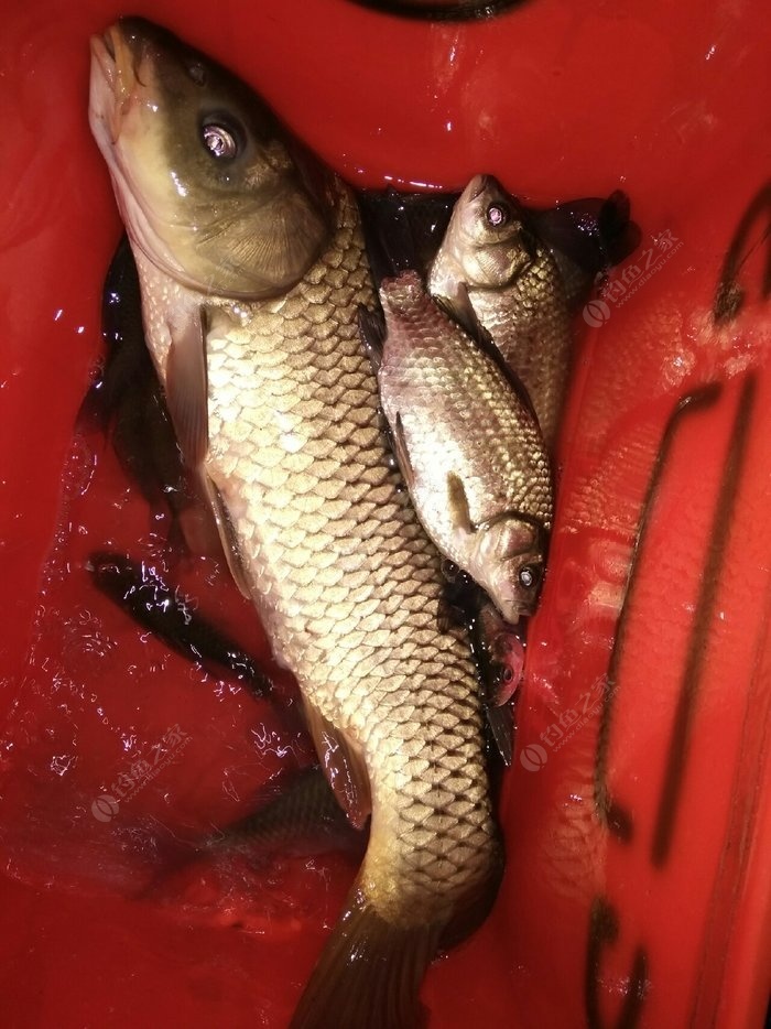 草魚可以夜釣嗎_釣夜草魚可以釣什么魚_釣夜草魚可以打窩嗎