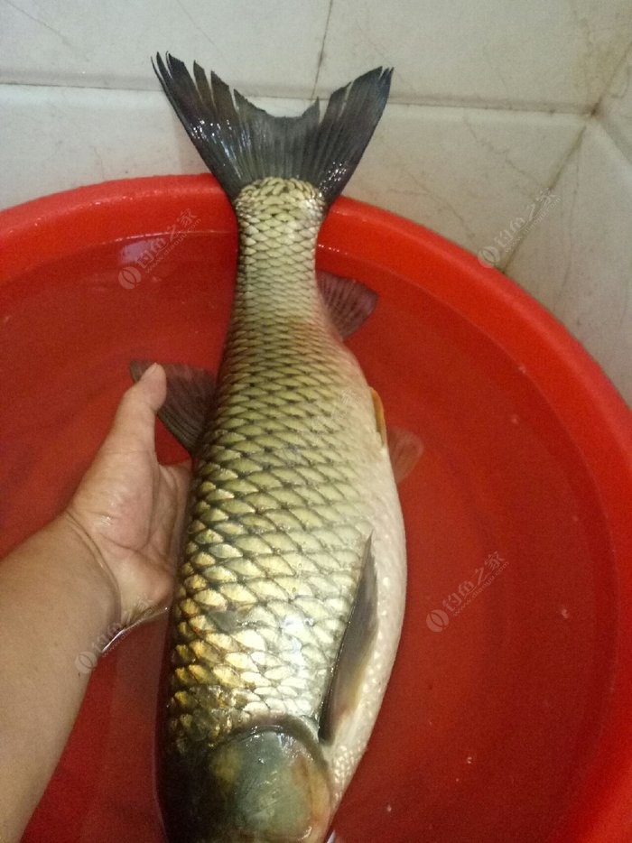 草魚可以夜釣嗎_釣夜草魚可以打窩嗎_釣夜草魚可以釣什么魚