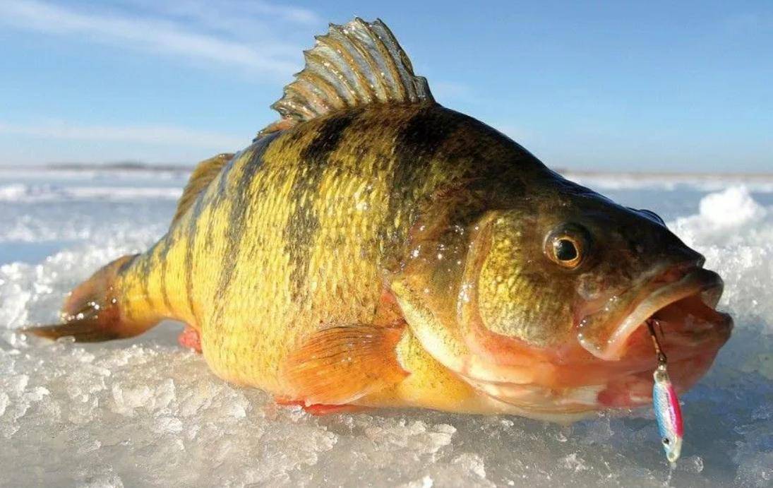 翹嘴魚的別稱_翹嘴魚叫什么名字_魚名字叫翹嘴嗎