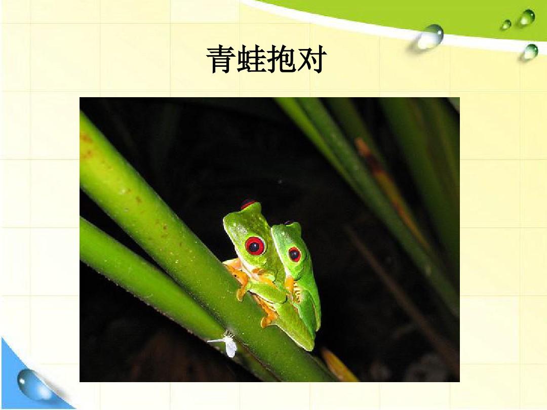 青蛙吃害蟲_青蛙吃害蟲_青蛙吃害蟲
