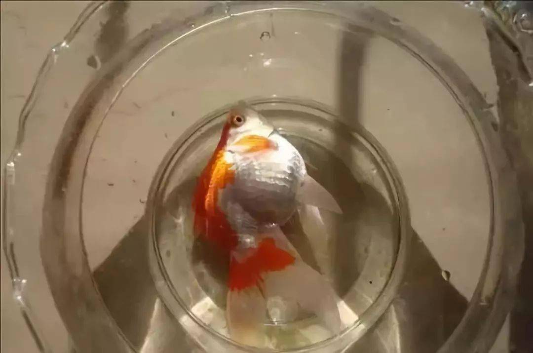 金魚用水什么水養好_養金魚得用什么水_養金魚用什么水