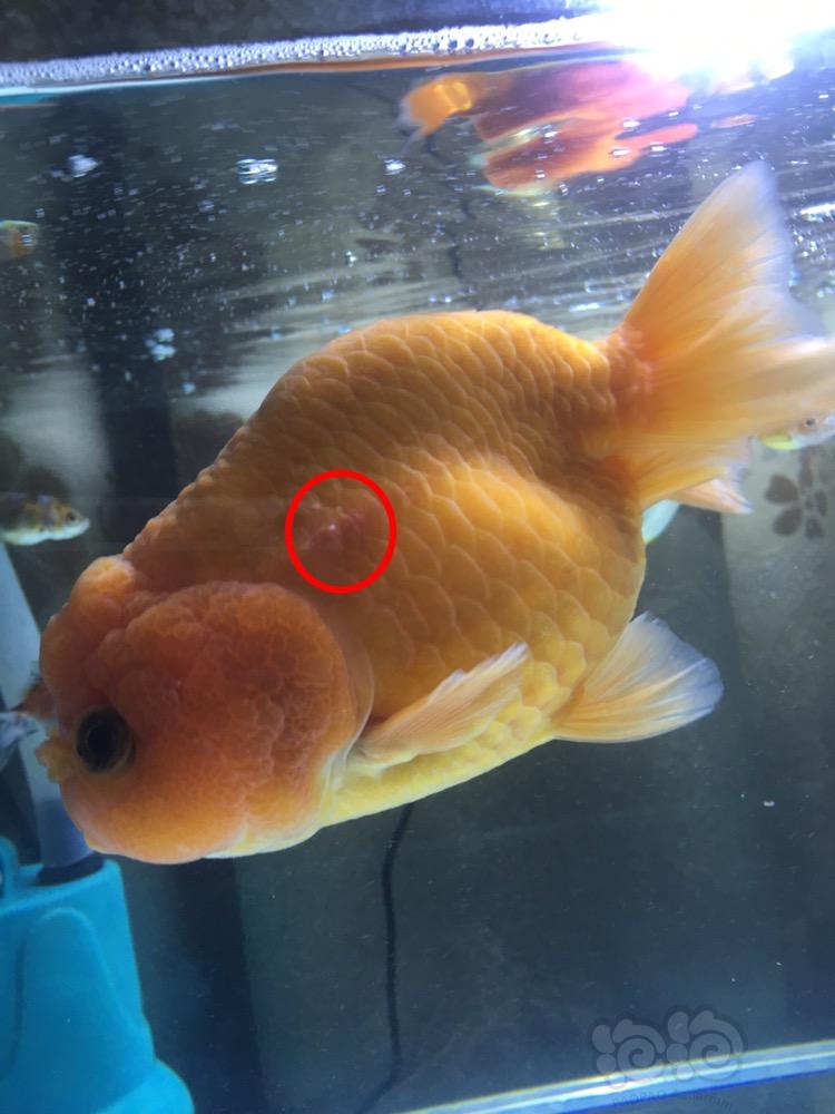 養金魚用什么水_金魚用水什么水養好_養金魚得用什么水