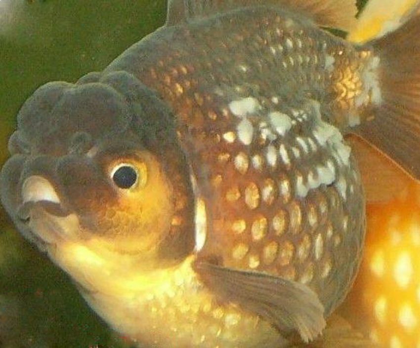 養金魚得用什么水_養金魚用什么水_金魚用水什么水養好