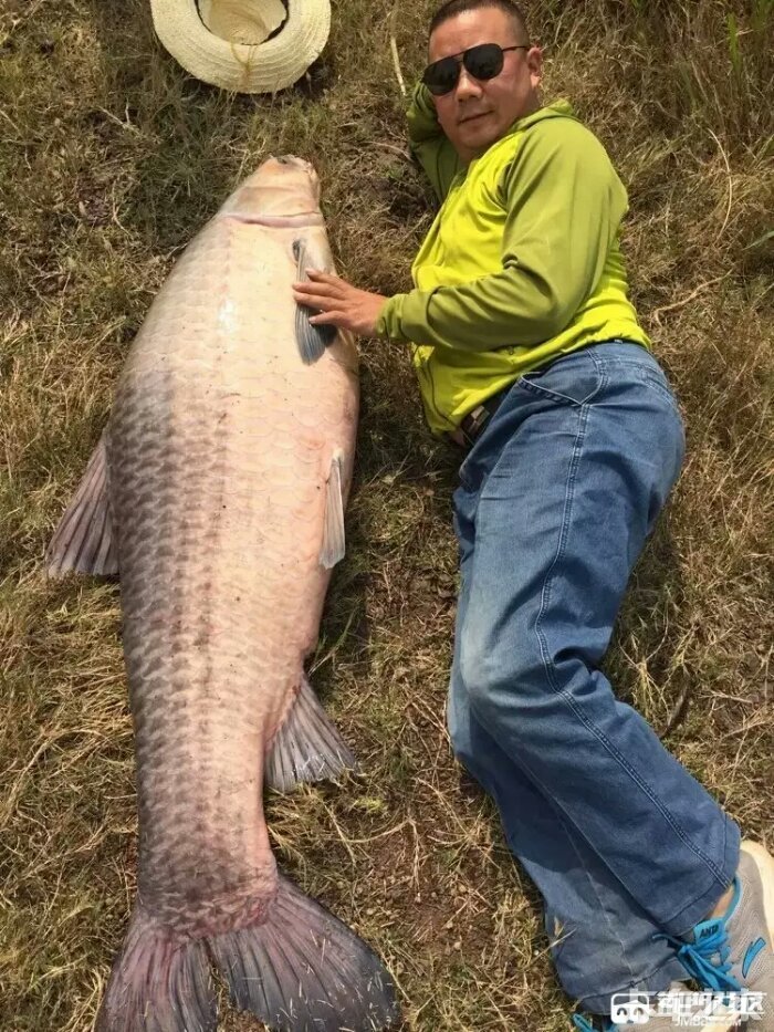 青魚多少錢一斤_青魚多少錢一斤_青魚多少錢一斤