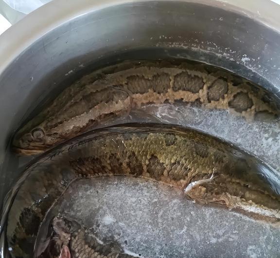 青魚多少錢一斤_青魚多少錢一斤_青魚多少錢一斤