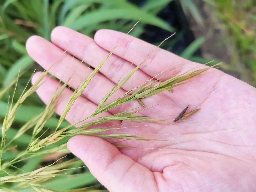 菰米多少錢一斤_菰米多少錢一斤_菰米多少錢一斤