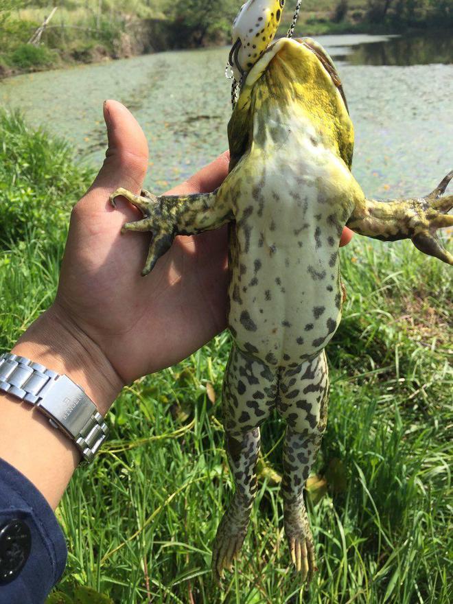 蟾蜍抱魚原因_蟾蜍抱魚原因_蟾蜍抱魚原因