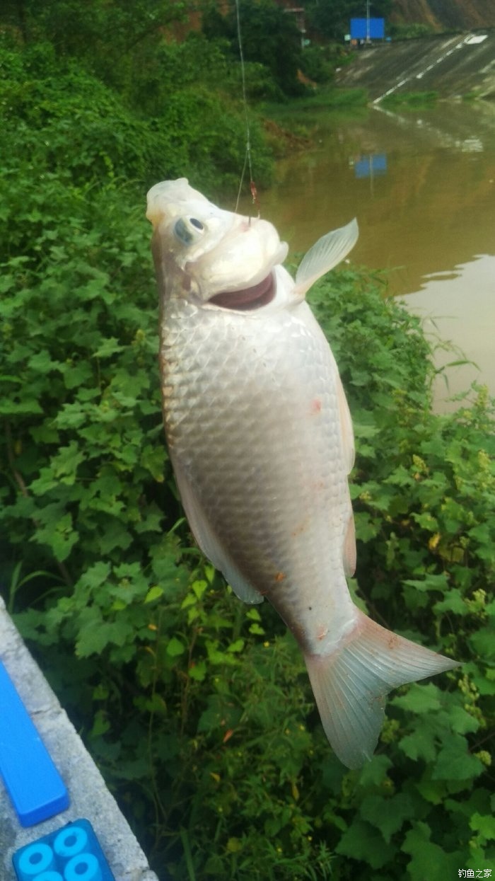 青魚圖片_青魚圖片草魚圖片_什么是青魚圖片大全
